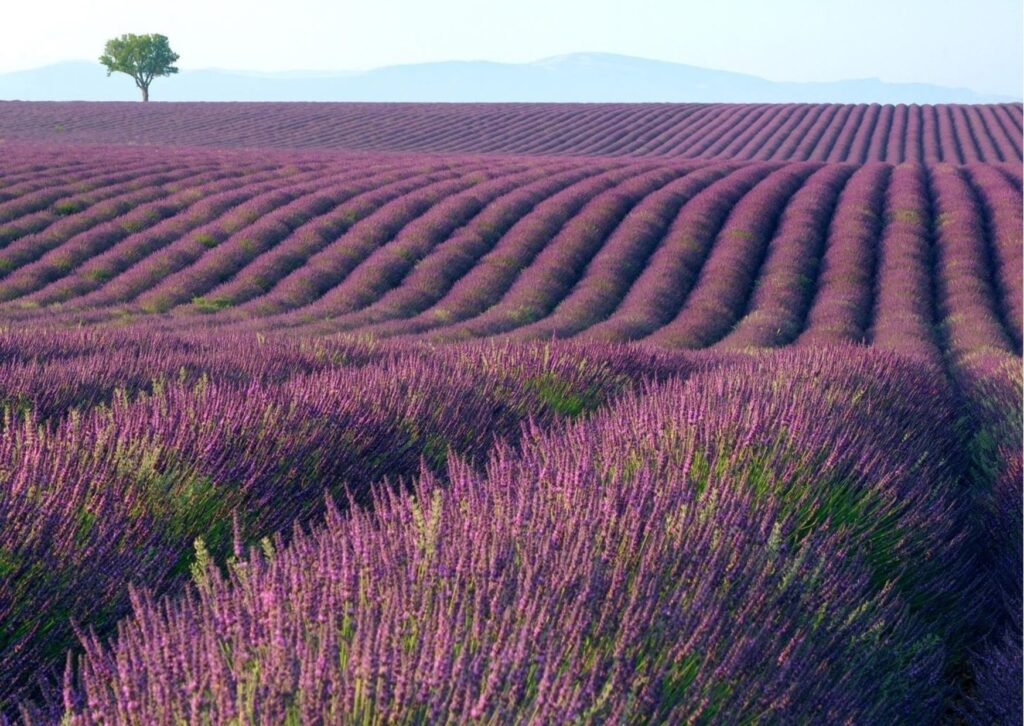 3 jours en immersion avec un coach en provence